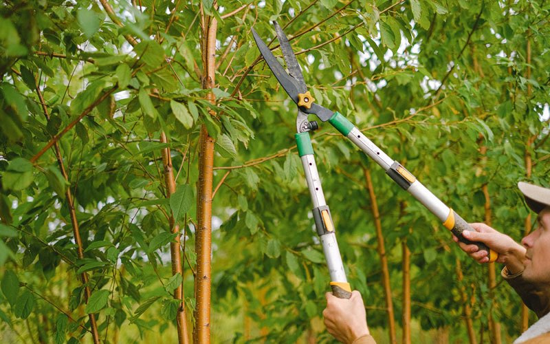 Tree trimming in Wisdom, MT